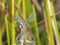 Lestes dryas 29, Tangpantserjuffer, Saxifraga-Willem van Kruijsbergen