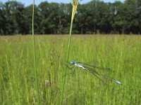 Lestes dryas 3, Tangpantserjuffer, Saxifraga-Rob Felix : Animalia, Arthropoda, Insecta, Odonata, Project Natuurbalans, animal, arthropod, dargonfly, dier, dieren, geleedpotige, geleedpotigen, insect, insecten, juffer, libel, libellen