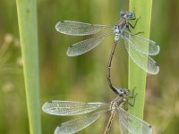 Lestes dryas 30, Tangpantserjuffer, Saxifraga-Willem van Kruijsbergen