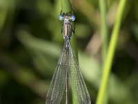 Lestes dryas 31, Tangpantserjuffer, Saxifraga-Willem van Kruijsbergen