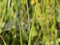 Lestes dryas 32, Tangpantserjuffer, Saxifraga-Willem van Kruijsbergen