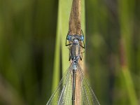 Lestes dryas 33, Tangpantserjuffer, Saxifraga-Willem van Kruijsbergen