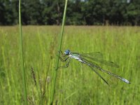 Lestes dryas 4, Tangpantserjuffer, Saxifraga-Rob Felix : Animalia, Arthropoda, Insecta, Odonata, Project Natuurbalans, animal, arthropod, dargonfly, dier, dieren, geleedpotige, geleedpotigen, insect, insecten, juffer, libel, libellen