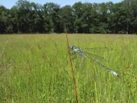 Lestes dryas 5, Tangpantserjuffer, Saxifraga-Rob Felix : Animalia, Arthropoda, Insecta, Odonata, Project Natuurbalans, animal, arthropod, dargonfly, dier, dieren, geleedpotige, geleedpotigen, insect, insecten, juffer, libel, libellen