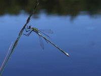 Lestes dryas 6, Tangpantserjuffer, Saxifraga-Rudmer Zwerver