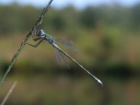 Lestes dryas 7, Tangpantserjuffer, Saxifraga-Rudmer Zwerver