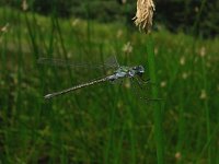 Lestes dryas 8, Tangpantserjuffer, Saxifraga-Rudmer Zwerver