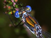 418D_30DL, Tangpantserjuffer : Tangpantserjuffer, Lestes dryas, Scarce Emerald Damselfly