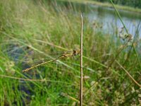 Lestes sponsa, Emerald Damselfly