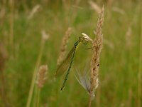 Lestes sponsa 10, Gewone pantserjuffer, Saxifraga-Harry van Oosterhout : insect, libel, tengere pantserjuffer, juffer