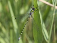 Lestes sponsa 11, Gewone pantserjuffer, Saxifraga-Peter Meininger