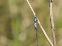 Lestes sponsa 12, Gewone pantserjuffer, Saxifraga-Willem van Kruijsbergen