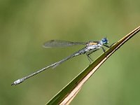 Lestes sponsa 13, Gewone Pantserjuffer, Saxifraga-Henk Baptist