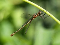 Lestes sponsa 14, Gewone Pantserjuffer, Saxifraga-Henk Baptist