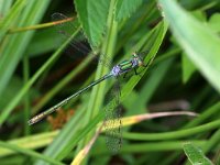 Lestes sponsa 15, Gewone Pantserjuffer, Saxifraga-Henk Baptist