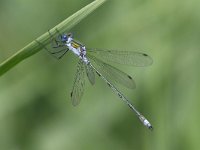 Lestes sponsa 16, Gewone Pantserjuffer, Saxifraga-Henk Baptist