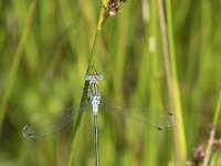 Lestes sponsa 17, Gewone pantserjuffer, Saxifraga-Willem van Kruijsbergen