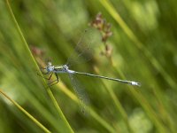 Lestes sponsa 18, Gewone pantserjuffer, Saxifraga-Willem van Kruijsbergen