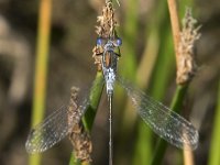 Lestes sponsa 19, Gewone pantserjuffer, Saxifraga-Willem van Kruijsbergen