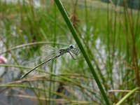 Lestes sponsa 2, Gewone pantserjuffer, Saxifraga-Willem Jan Hoeffnagel