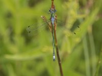 Lestes sponsa 21, Gewone pantserjuffer, Saxifraga-Willem van Kruijsbergen