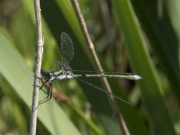 Lestes sponsa 22, Gewone pantserjuffer, Saxifraga-Willem van Kruijsbergen