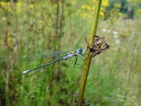 Lestes sponsa 3, Gewone pantserjuffer, Saxifraga-Willem Jan Hoeffnagel