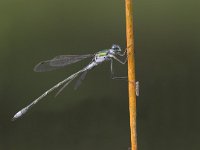 Lestes sponsa 4, Gewone pantserjuffer, male, Saxifraga-Edo van Uchelen