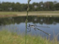 Lestes sponsa 5, Gewone pantserjuffer, Saxifraga-Rob Felix : Animalia, Arthropoda, Insecta, Odonata, Project Natuurbalans, animal, arthropod, dargonfly, dier, dieren, geleedpotige, geleedpotigen, insect, insecten, juffer, libel, libellen