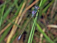 Gewone pantserjuffer 346_26 : Gewone pantserjuffer, Lestes sponsa, Emerald Damselfly, male