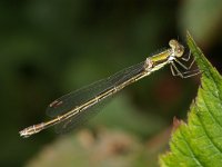 Lestes virens, Small Emerald Damselfly