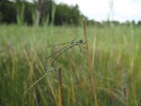 Lestes virens 10, Tengere pantserjuffer, Saxifraga-Rob Felix : Animalia, Arthropoda, Insecta, Odonata, Project Natuurbalans, animal, arthropod, dargonfly, dier, dieren, geleedpotige, geleedpotigen, insect, insecten, juffer, libel, libellen