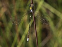 Lestes virens 12, Tengere pantserjuffer, Saxifraga-Peter Meininger