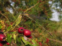 Lestes virens 15, Tengere pantserjuffer, Saxifraga-Harry van Oosterhout