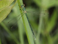 Lestes virens 16, Tengere pantserjuffer, Saxifraga-Peter Meininger