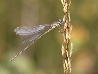 Lestes virens 17, Tengere Pantserjuffer, Saxifraga-Henk Baptist