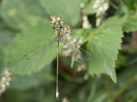 Lestes virens 18, Tengere pantserjuffer, Saxifraga-Willem van Kruijsbergen