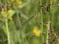 Lestes virens 19, Tengere pantserjuffer, Saxifraga-Willem van Kruijsbergen