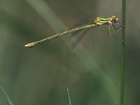 Lestes virens 2, Tengere pantserjuffer, female, Vlinderstichting-Ben Prius