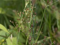 Lestes virens 20, Tengere pantserjuffer, Saxifraga-Willem van Kruijsbergen