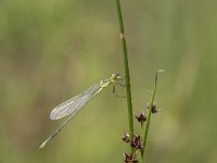 Lestes virens 21, Tengere pantserjuffer, Saxifraga-Willem van Kruijsbergen