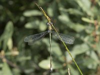 Lestes virens 22, Tengere pantserjuffer, Saxifraga-Willem van Kruijsbergen