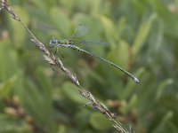 Lestes virens 23, Tengere pantserjuffer, Saxifraga-Willem van Kruijsbergen