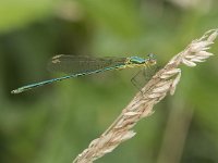 Lestes virens 24, Tengere pantserjuffer, female, Saxifraga-Willem van Kruijsbergen