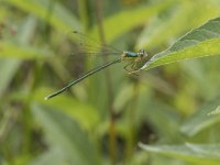 Lestes virens 27, Tengere pantserjuffer, Saxifraga-Willem van Kruijsbergen