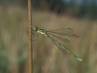 Lestes virens 3, Tengere pantserjuffer, female, Vlinderstichting-Tim Termaat