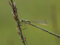 Lestes virens 5, Tengere pantserjuffer, Vlinderstcihting-Jaap Bouwman