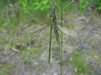 Lestes virens 6, Tengere pantserjuffer, Saxifraga-Willem Jan Hoeffnagel