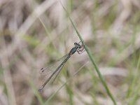 Lestes virens 7, Tengere pantserjuffer, Saxifraga-Willem Jan Hoeffnagel