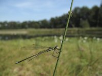 Lestes virens 8, Tengere pantserjuffer, Saxifraga-Rob Felix : Animalia, Arthropoda, Insecta, Odonata, Project Natuurbalans, animal, arthropod, dargonfly, dier, dieren, geleedpotige, geleedpotigen, insect, insecten, juffer, libel, libellen